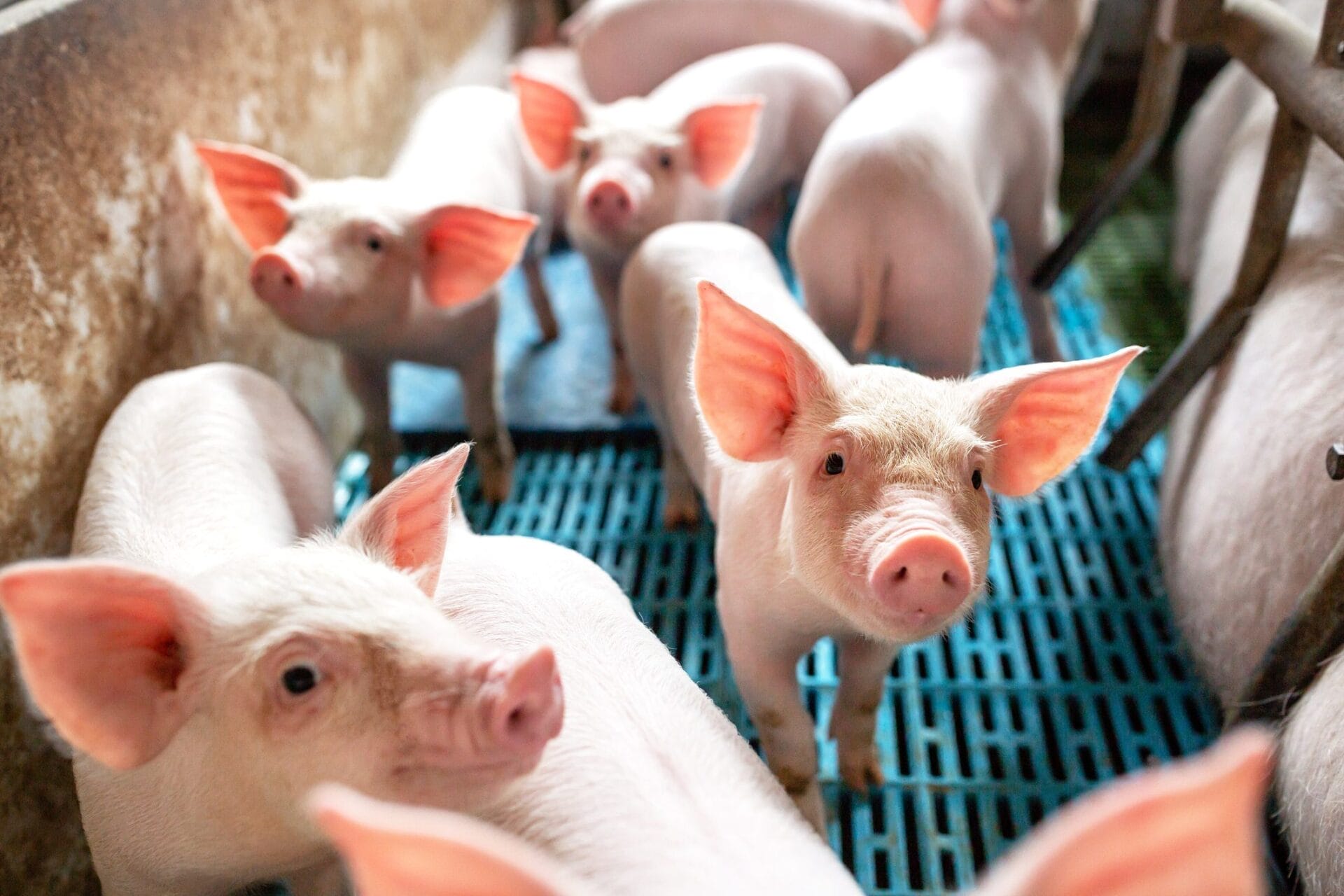 Lighting in Pig Barns