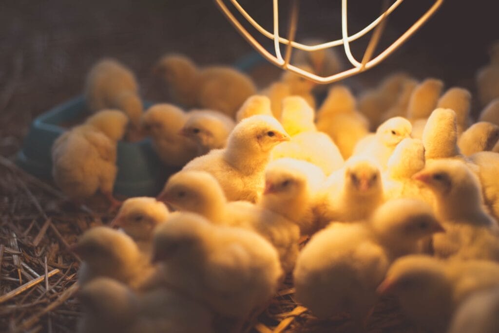 Poultry barn lighting