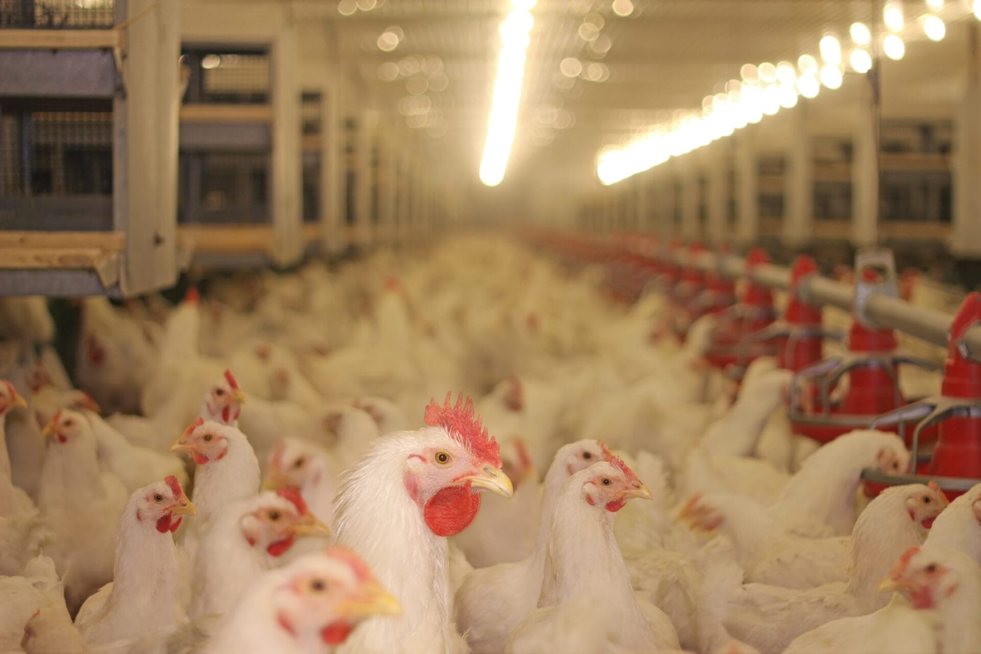 HATO Lighting for Poultry Production