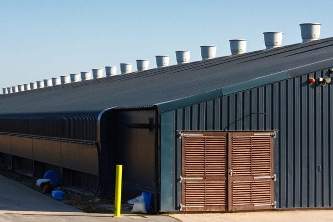 chicken shed a large agricultural building used for the commercial rearing of poultry for eggs or meat on a farm with proper ventilation systems