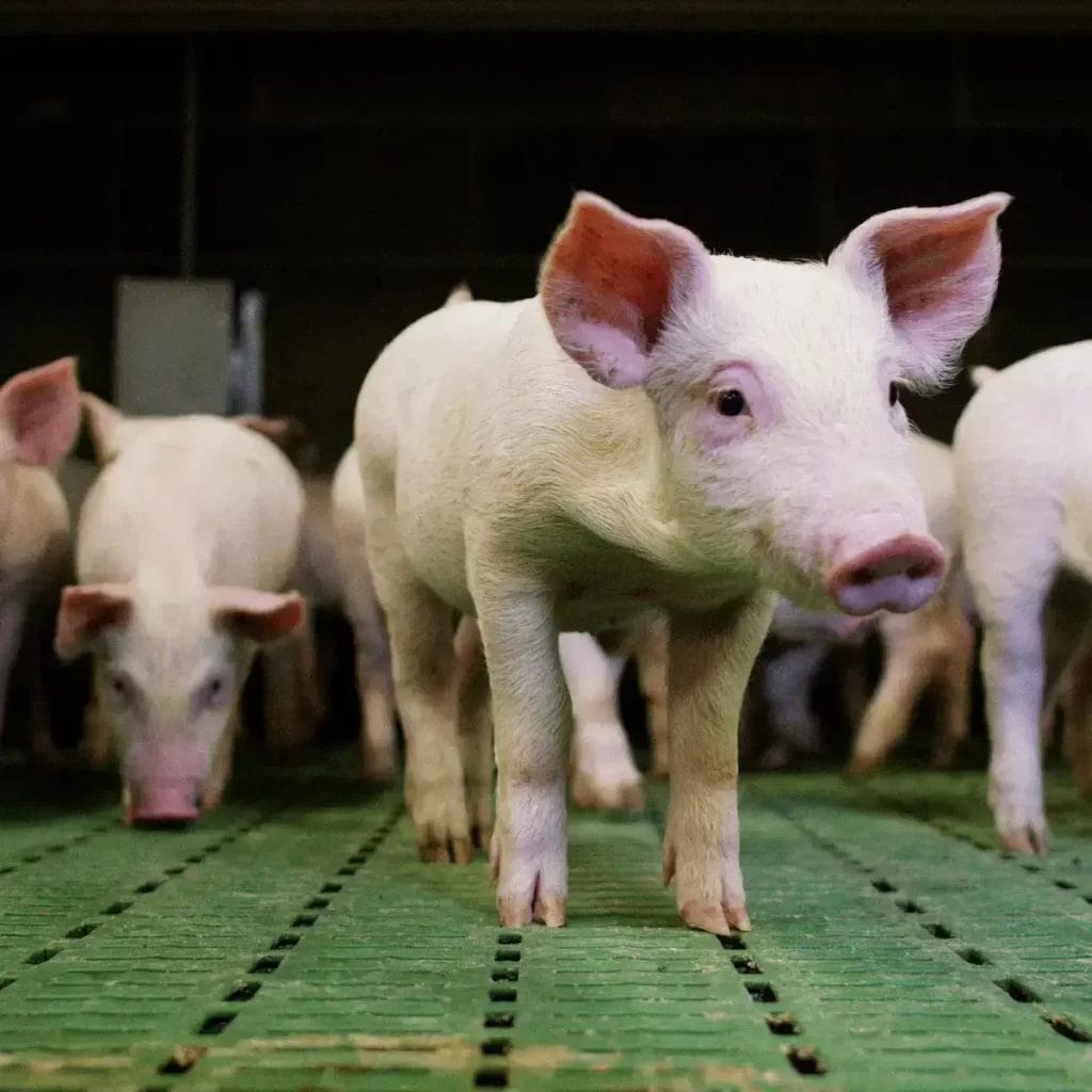 LED lighting solutions for animal behavior and growth green light for healthier pigs