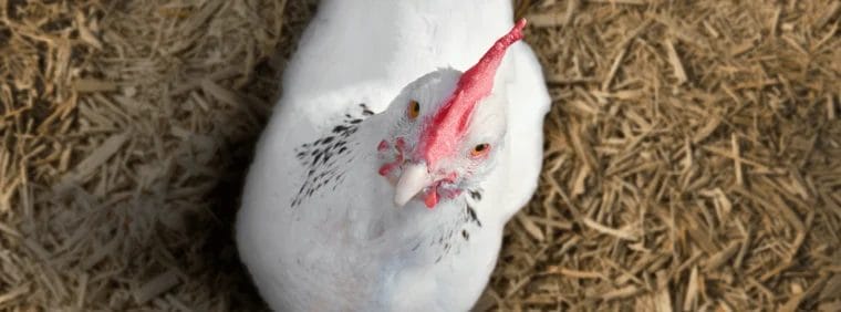 best lighting systems for livestock welfare how lighting affects poultry and pig productivity