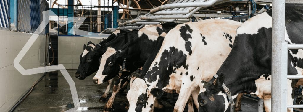 Better cow behavior using Hato Rudax LED lighting