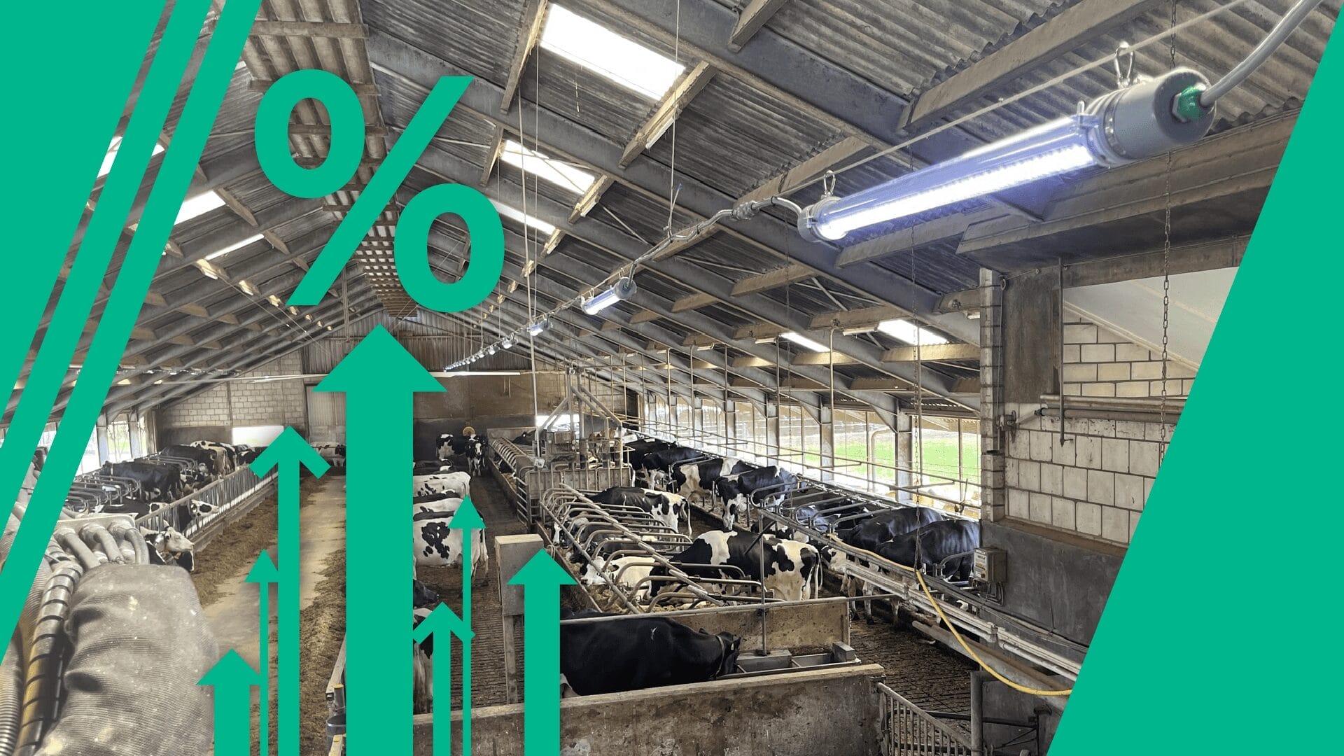 RUDAX LED Lighting Systems for Cattle