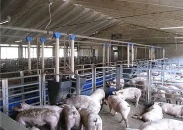 Falcon Chain Feed system for pigs